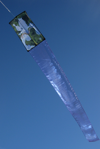 Iris kite