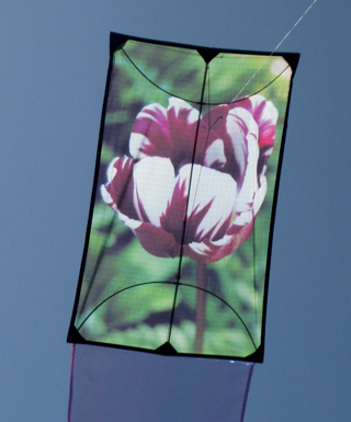 tulip kite