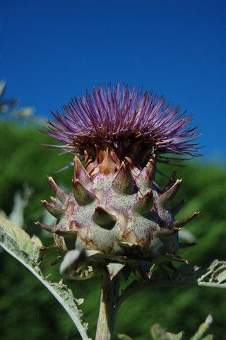 Cardoon