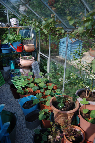 Greenhouse