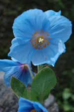 Meconopsis