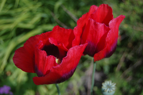 Poppies