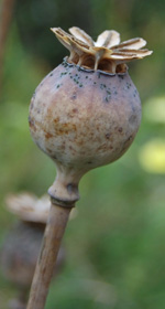 Poppy heads