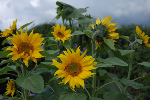 sunflowers