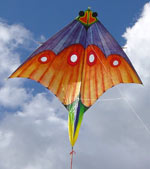 Kite on Bondi beach