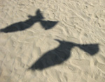 Cervia
