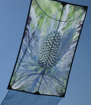 eryngium kite