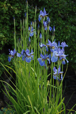 Iris