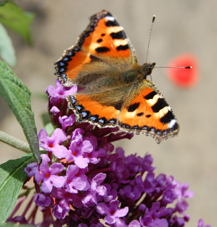 Tortoiseshell butterfly