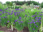 RHS Harlow Carr